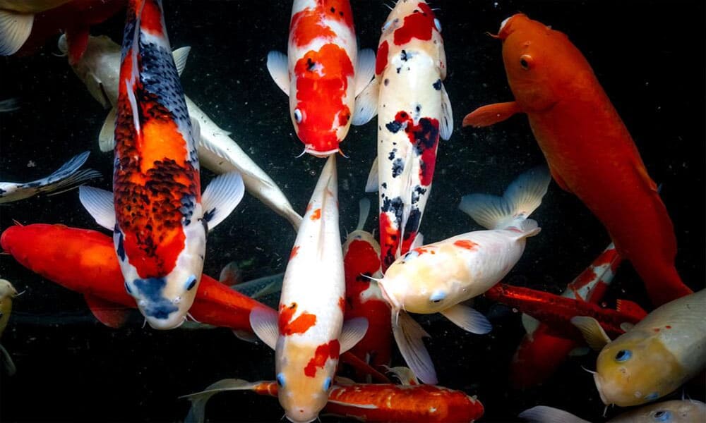 Ikan hias cantik dalam akuarium, mewakili peluang bisnis yang menguntungkan